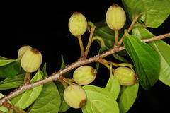 Alangium hexapetalum